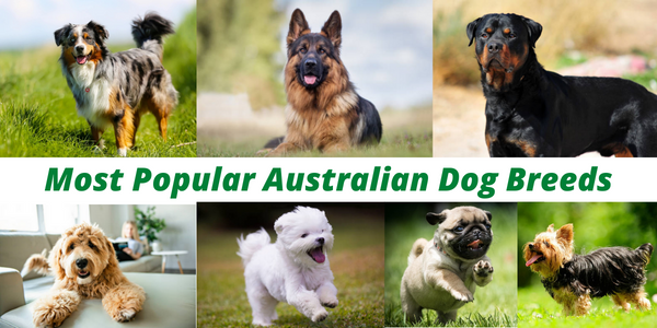 Can you guess Canberra's most popular dog breed? The answer might surprise  you