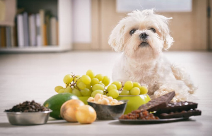 Toxic Foods for Dogs - Most Unknown Facts of a Dog Owner