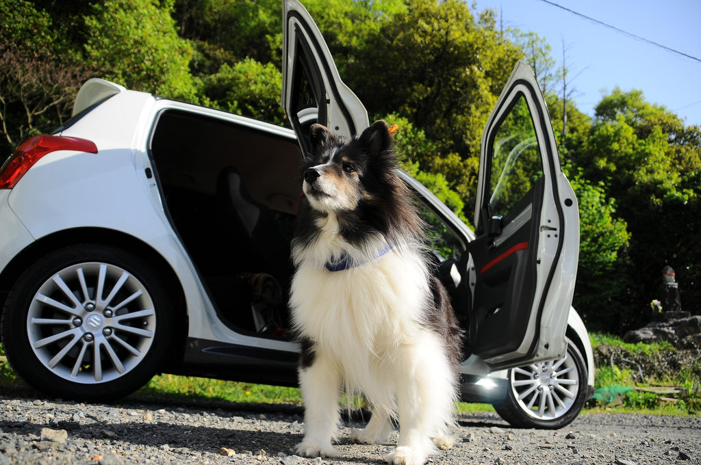 Dog Car Travel - Step by Step Guide to Train Them