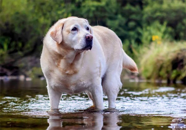 Obesity in Dogs - A Major Threat that Goes Unnoticed