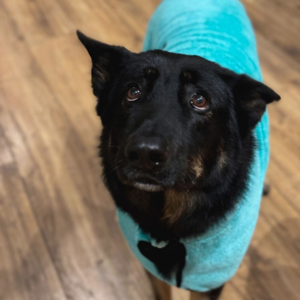 Super Absorbent Dog Bathrobe/Towel Light Blue (New Plush) - Dry Paws