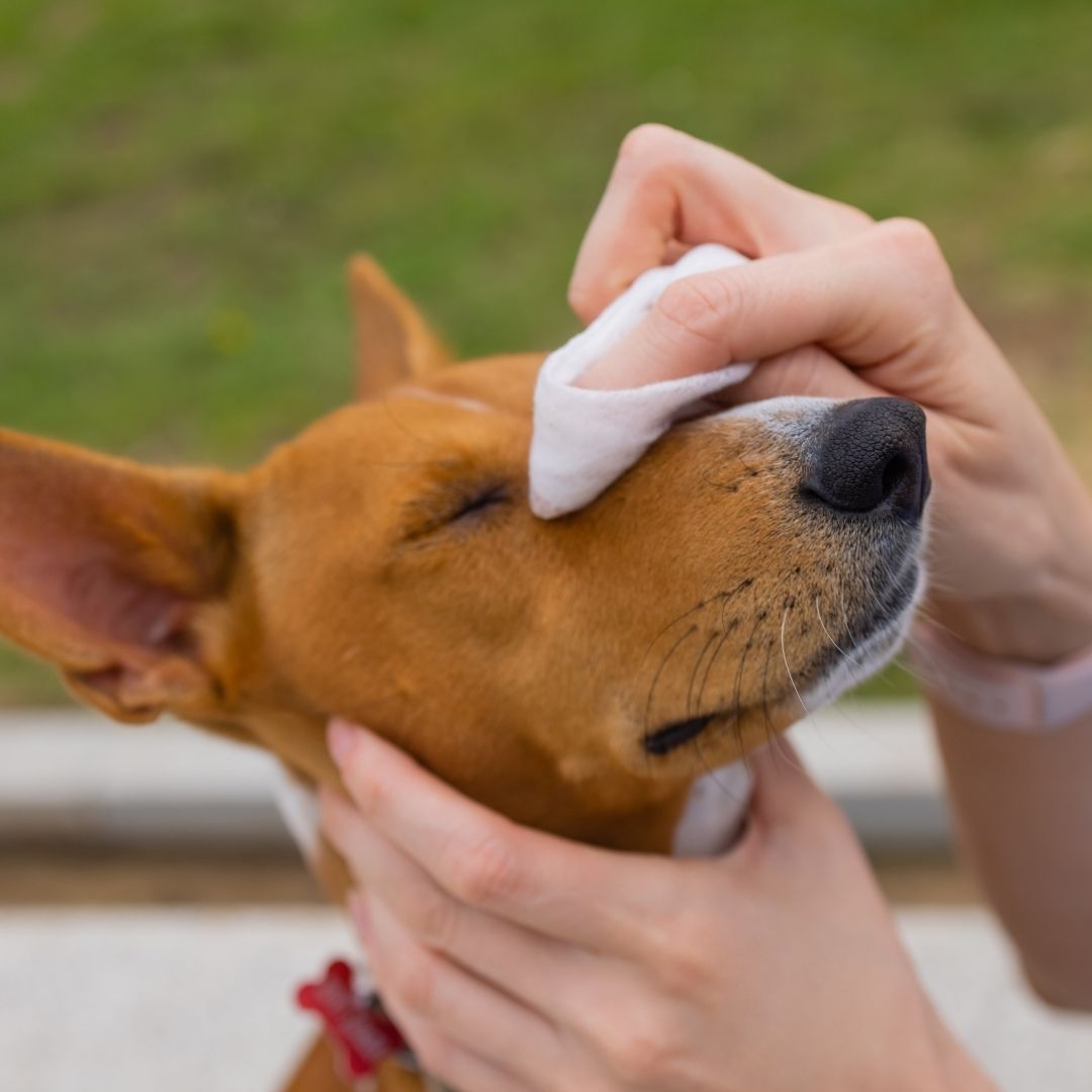 Puppy cleaning wipes best sale