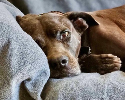 What is Dry Paws™ oversized accident proof furniture throw?